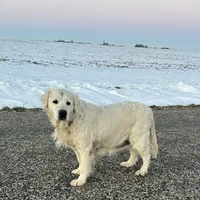 Paris Diamond, a female English Cream Golden Retriever for sale in Sullivan, IL – Photo 2 of 6