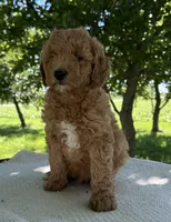 Rome, a male Miniature Goldendoodle for sale in Sullivan, IL – 4 of 6
