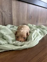 Sailor, a male Maltipoo for sale in Sullivan, IL – Photo 2 of 2