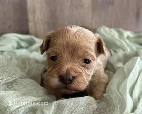 Sailor, a male Maltipoo for sale in Sullivan, IL – Photo 1 of 2