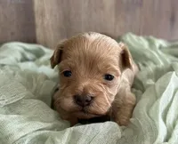 Sailor, a male Maltipoo for sale in Sullivan, IL – Photo 1 of 2