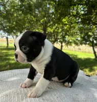 Blake, a male Boston Terrier for sale in Sullivan, IL – 2 of 5