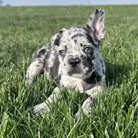 Forrest, a male Frenchton for sale in Sullivan, IL – 5 of 7