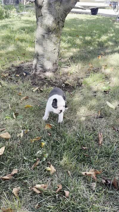 Partrick, a male Boston Terrier for sale in Sullivan, IL – 3 of 4