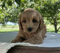 Summer, a female Miniature Goldendoodle for sale in Sullivan, IL – 2 of 5