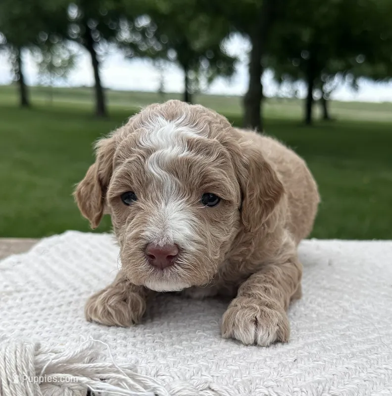 Sky – Miniature Goldendoodle puppy for sale in Sullivan, IL