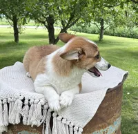 Sandy, a male Pembroke Welsh Corgi for sale in Sullivan, IL – 4 of 5