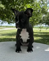 Kenzie, a female Frenchton for sale in Sullivan, IL – 2 of 6