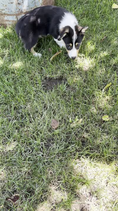 August, a male Pembroke Welsh Corgi for sale in Sullivan, IL – 5 of 5