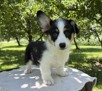 Pumpkin, a female Pembroke Welsh Corgi for sale in Sullivan, IL – 2 of 3