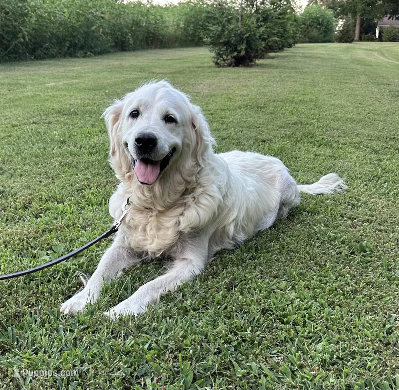 Paris Diamond – English Cream Golden Retriever puppy for sale in Sullivan, IL