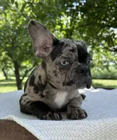 Maple, a female Frenchton for sale in Sullivan, IL – 5 of 6