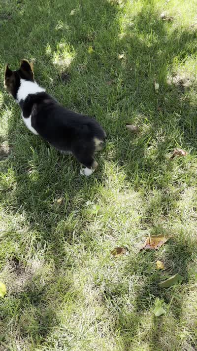 Coco, a female Pembroke Welsh Corgi for sale in Sullivan, IL – 4 of 4