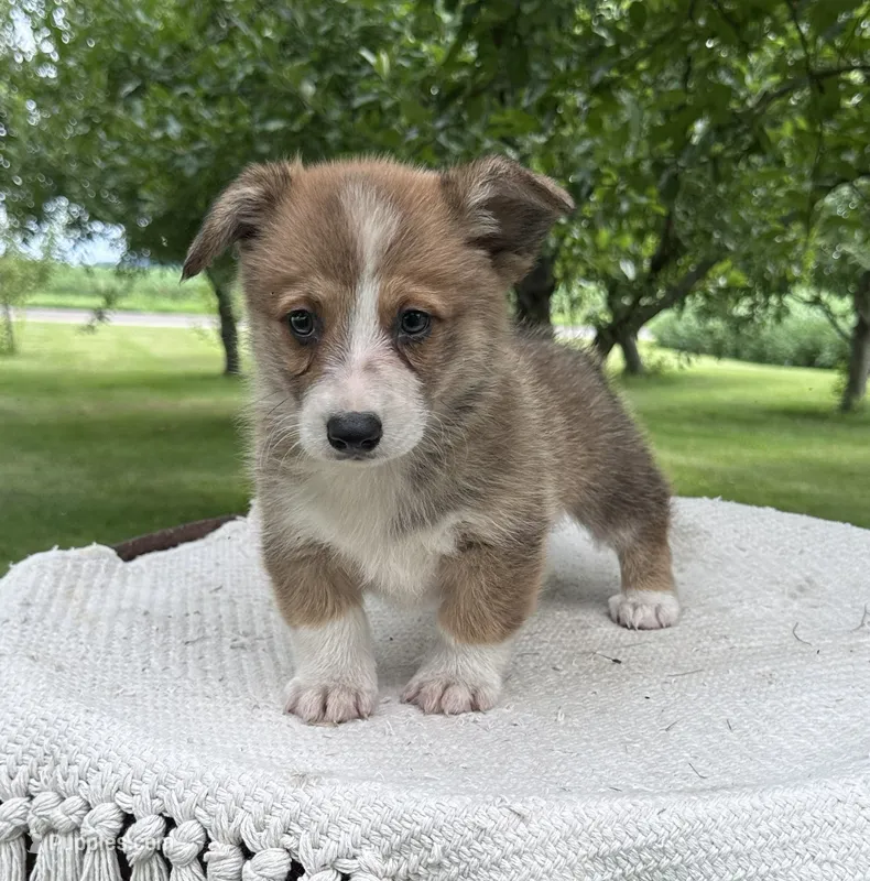 West – Pembroke Welsh Corgi puppy for sale in Sullivan, IL