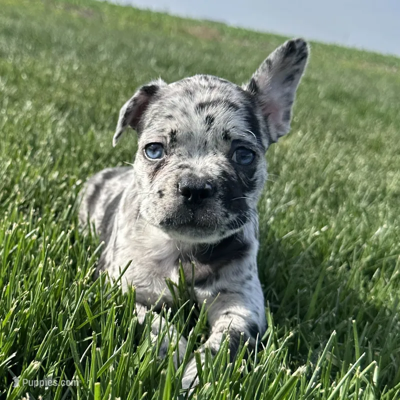 Forrest – Frenchton puppy for sale in Sullivan, IL