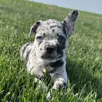 Forrest, a male Frenchton for sale in Sullivan, IL – 1 of 7