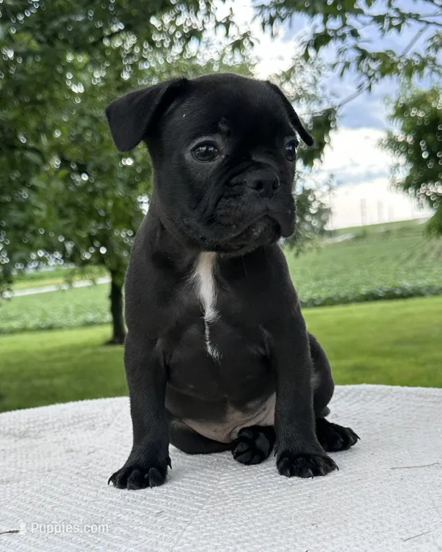 Everest – Frenchton puppy for sale in Sullivan, IL