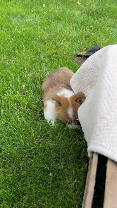 Sandy, a male Pembroke Welsh Corgi for sale in Sullivan, IL – 4 of 4