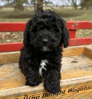 Albert, a male Poodle - Toy  for sale in Sullivan, IL – Photo 2 of 4