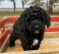 Albert, a male Poodle - Toy  for sale in Sullivan, IL – Photo 4 of 4