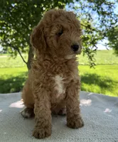 Rome, a male Miniature Goldendoodle for sale in Sullivan, IL – 3 of 6