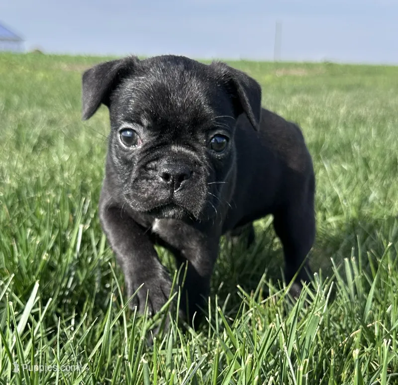 Everest – Frenchton puppy for sale in Sullivan, IL