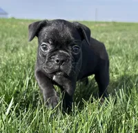 Everest, a male Frenchton for sale in Sullivan, IL – 1 of 4