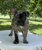 Maple, a female Frenchton for sale in Sullivan, IL – 2 of 6