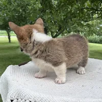 Houston, a male Pembroke Welsh Corgi for sale in Sullivan, IL – 4 of 6
