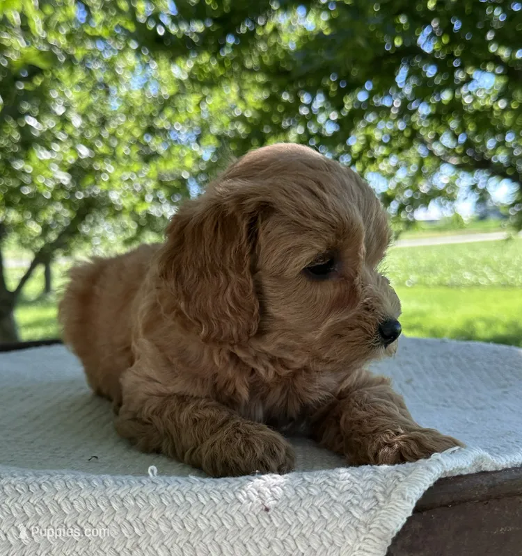 Summer – Miniature Goldendoodle puppy for sale in Sullivan, IL