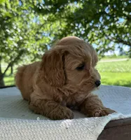 Summer, a female Miniature Goldendoodle for sale in Sullivan, IL – 1 of 5