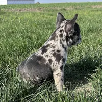 Meadow, a female Frenchton for sale in Sullivan, IL – 4 of 6