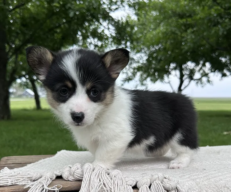 Marina – Pembroke Welsh Corgi puppy for sale in Sullivan, IL