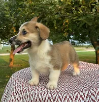 Kya, a female Pembroke Welsh Corgi for sale in Sullivan, IL – 2 of 5