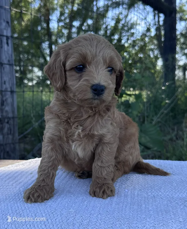Summer – Miniature Goldendoodle puppy for sale in Sullivan, IL