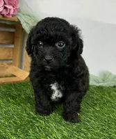 Edwina, a female Havapoo for sale in Sullivan, IL – Photo 1 of 3