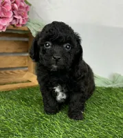 Edwina, a female Havapoo for sale in Sullivan, IL – Photo 2 of 3