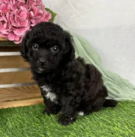 Edwina, a female Havapoo for sale in Sullivan, IL – Photo 3 of 3