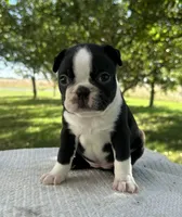 Maisie , a female Boston Terrier for sale in Sullivan, IL – 1 of 5