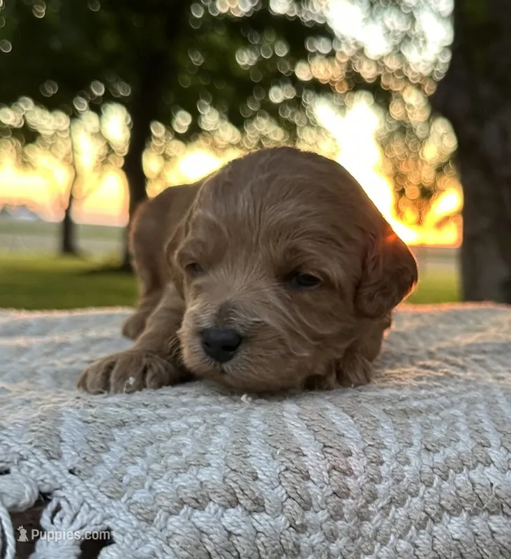 Summer – Miniature Goldendoodle puppy for sale in Sullivan, IL