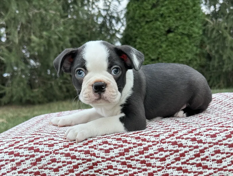 Felix – Boston Terrier puppy for sale in Sullivan, IL