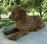 Bear, a male Miniature Goldendoodle for sale in Sullivan, IL – 3 of 5