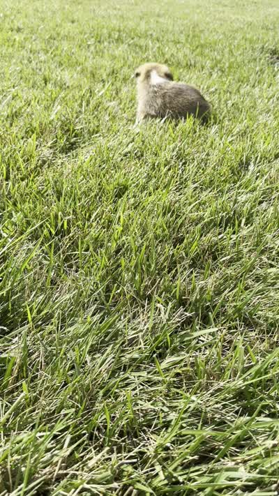 Ali, a female Pembroke Welsh Corgi for sale in Sullivan, IL – 4 of 4