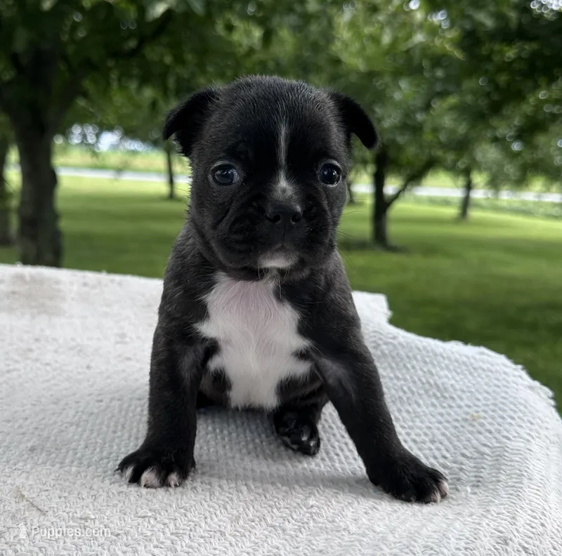 Aniya – Frenchton puppy for sale in Sullivan, IL