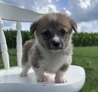 Ali, a female Pembroke Welsh Corgi for sale in Sullivan, IL – 3 of 4