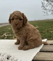 Vinnie, a female Miniature Goldendoodle for sale in Sullivan, IL – Photo 1 of 4