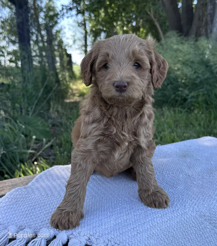 Bear – Miniature Goldendoodle puppy for sale in Sullivan, IL
