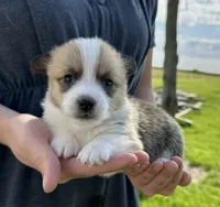 Lilac, a female Pembroke Welsh Corgi for sale in Sullivan, IL – 3 of 3