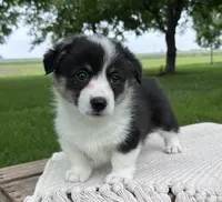 Skyler, a male Pembroke Welsh Corgi for sale in Sullivan, IL – 3 of 3