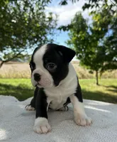 Blake, a male Boston Terrier for sale in Sullivan, IL – 3 of 5